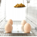 Levendvangstval, val voor marterdieren, ratten, muizen, nertsen, wezels, Viano P2, 2 stuks
