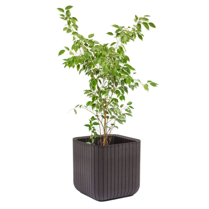 Schade- en weerbestendige Keter bloempot Cube Wood Plantenbak S antraciet